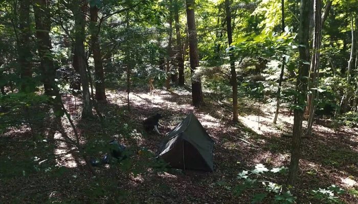 フローラキャンプサイトひなた森自然林キャンプエリア